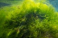 ulva green algae on coquina stone make air bubble, torn algal mess, littoral zone underwater snorkel, oxygen rich clear water