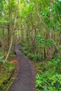 Ulva Island, New Zealand. A path through native forest