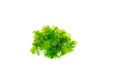 Ulva lactuca. Sea lettuce, green seaweed on white background. Copy space Royalty Free Stock Photo