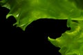 Ulva rigida, sea lettuce isolated on black background