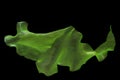 Ulva rigida, sea lettuce isolated on black background.