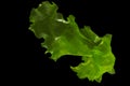 Ulva rigida, sea lettuce isolated on black background