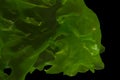 Ulva rigida, sea lettuce isolated on black background