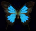 Ulysses/Blue Mountain Butterfly Royalty Free Stock Photo