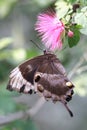 Ulysses butterfly and pink flower Royalty Free Stock Photo