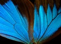 Ulysses butterfly wings on a black background. Royalty Free Stock Photo