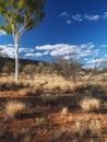 Um Tree in the outback near Simpsons Gap Royalty Free Stock Photo