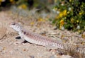 Uma notata, the coachella vallery fringe-toed lizard, Colorado Desert Fringe-toed Lizard