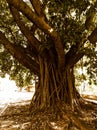 A beautiful and old tree Royalty Free Stock Photo