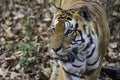 Umar Pani, Kanha male tiger T30