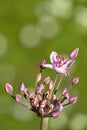 Umbel, buds and single pink flower of Flowering Rush - portrait orientation Royalty Free Stock Photo