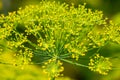 Umbel Of Dill, Anethum graveolens Royalty Free Stock Photo