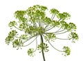 Umbel of dill weed on the white background Royalty Free Stock Photo