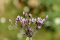 Umbel with elegant pink flowers of Flowering Rush or Swan Flower