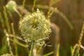 Umbel of wild carrot close-up, daucus carota Royalty Free Stock Photo