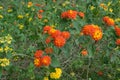 Lantana camara flowers.