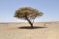 Umbellate acacia in Arabian Desert,