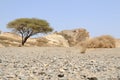 Umbellate acacia in Arabian Desert