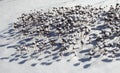 Umbellate plants under snow Royalty Free Stock Photo