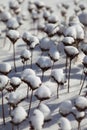 Umbellate plants under snow Royalty Free Stock Photo