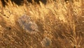 Umbelliferae and flowers in the golden light of a summer evening Royalty Free Stock Photo