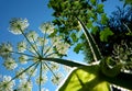 Umbelliferae from the ground up against the sun