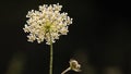 Umbelliferous and black background Royalty Free Stock Photo