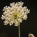 Umbelliferous and black background Royalty Free Stock Photo