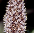 umbelliferous pink inflorescence