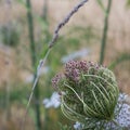 Umbelliferous Royalty Free Stock Photo