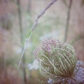 Umbelliferous