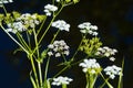 Umbelliferous plant blossoms isolated on black Royalty Free Stock Photo