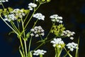 Umbelliferous plant blossoms isolated on black
