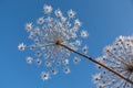 Umbelliferous plant cow-parsnip in winter Royalty Free Stock Photo