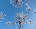 Umbelliferous plant cow-parsnip in winter Royalty Free Stock Photo