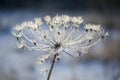 Umbelliferous plant cow-parsnip in winter in rime frost Royalty Free Stock Photo