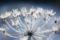 Umbelliferous plant cow-parsnip in winter in rime frost Royalty Free Stock Photo