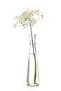 Umbellifers in test tube Royalty Free Stock Photo