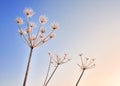 Umbellifers in winter Royalty Free Stock Photo