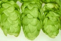 Hops Royalty Free Stock Photo
