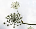 Umbels with seeds of the hogweed Royalty Free Stock Photo