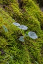 Umbilicus Rupestris Leaves between Mosses