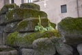 Umbilicus rupestris on a wall