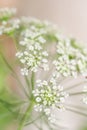 Ammi major belongs to the carrot family and has delicate white blooms