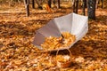 Umbrella and basket full of yellow maple leaves in the autumn park. Orange leaves fall from trees in the park in autumn Royalty Free Stock Photo