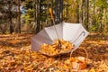 Umbrella and basket full of yellow maple leaves in the autumn park. Orange leaves fall from trees in the park in autumn Royalty Free Stock Photo