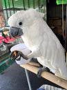Umbrella Cockatoo Pet