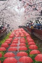 Umbrella decorations at Yeojwacheon stream during Jinhae Gunhangje Festival , Jinhae, Korea Royalty Free Stock Photo