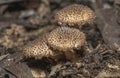 Reddish brown mushroom