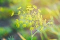Umbrella of green fragrant dill in garden Royalty Free Stock Photo